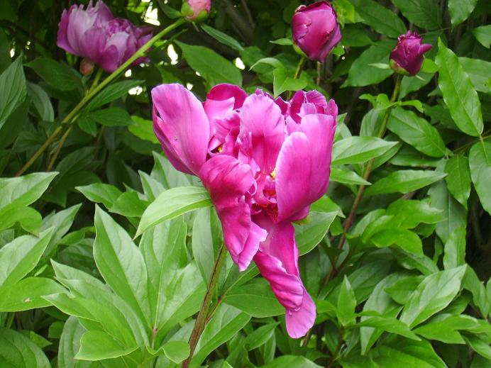 Beautiful Little Flower - 