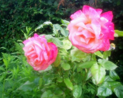 The Strength Of Colour - 