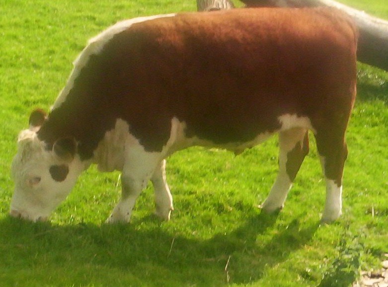 Hereford - 