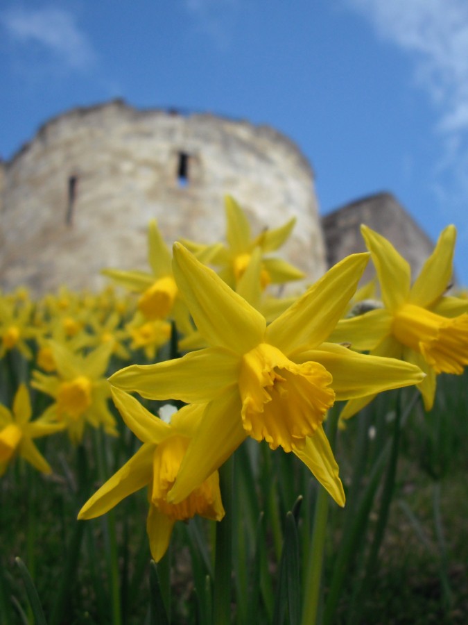 Springtime York - 