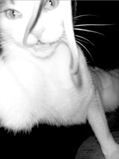 Meow - 