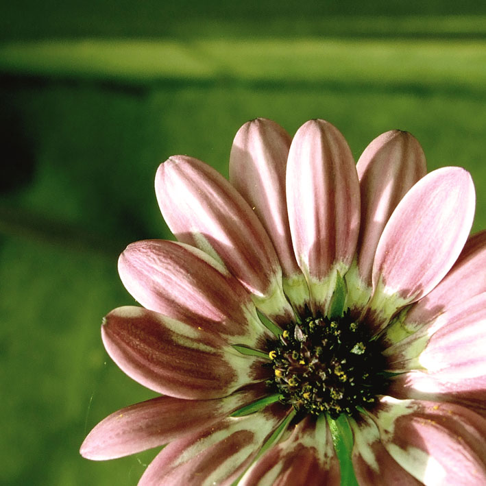 Pink Flower - 
