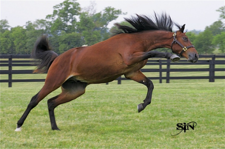 Majesty - 