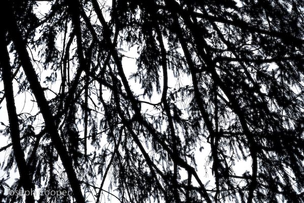 Abstract Canopy - 