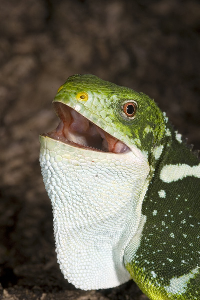 Fiona My Banded Fiji Iguana1 - 