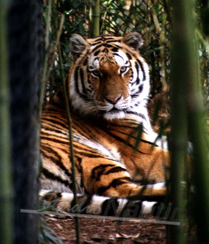 Tiger & Bamboo - 