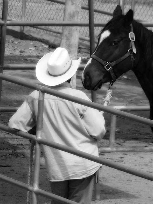Cowboy - 
