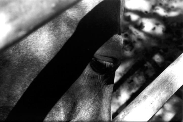 Lashes - 