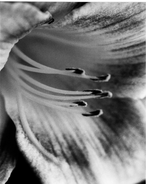 Stamen - 