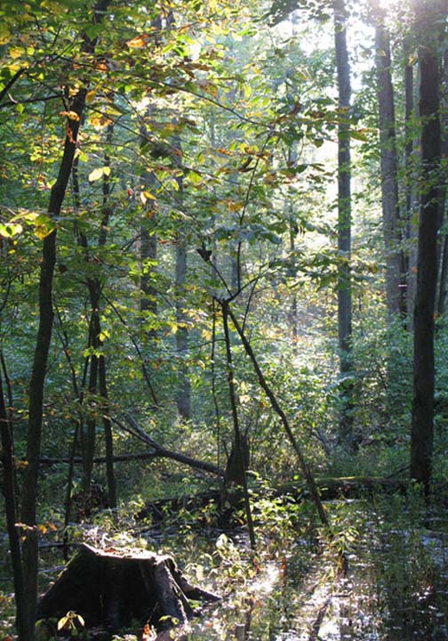 Spring Morning - 