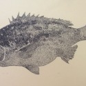 BIG FISH Kurodai by Anton Manabe